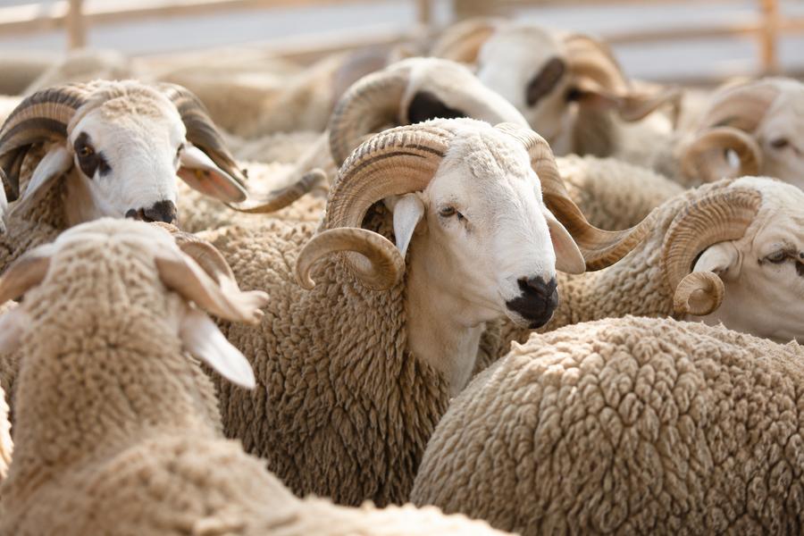 Importation de moutons : le gouvernement prépare la réouverture du marché européen