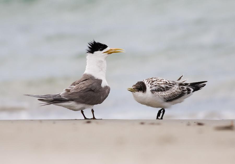 Grippe aviaire H5 : la Nouvelle-Zélande confirme son premier cas chez un oiseau sauvage