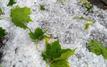Hailstorm in Ardèche threatens vineyards with up to 80% harvest losses