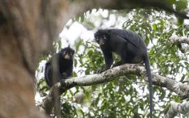 Découverte du Likweli, un nouveau singe africain menacé en RDC
