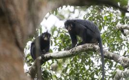 Découverte du Likweli, un nouveau singe africain menacé en RDC