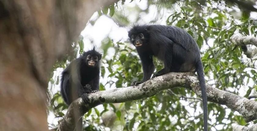 Découverte du Likweli, un nouveau singe africain menacé en RDC