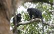 Découverte du Likweli, un nouveau singe africain menacé en RDC