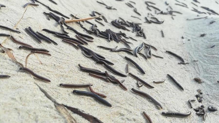 Espagne : un village des Asturies confronté à une invasion de vers noirs