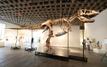Gus, un T. rex vendu à un prix record qui fait débat