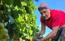 France’s earliest grape harvest begins as heat and drought accelerate vine growth