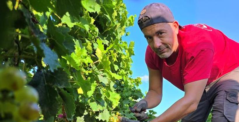 A colheita de uvas mais precoce da França começa com o calor e a seca acelerando o crescimento das vinhas