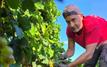 France’s earliest grape harvest begins as heat and drought accelerate vine growth