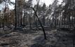 Fontainebleau wildfire stabilizes as authorities confirm no renewed fire risk near A6 Motorway