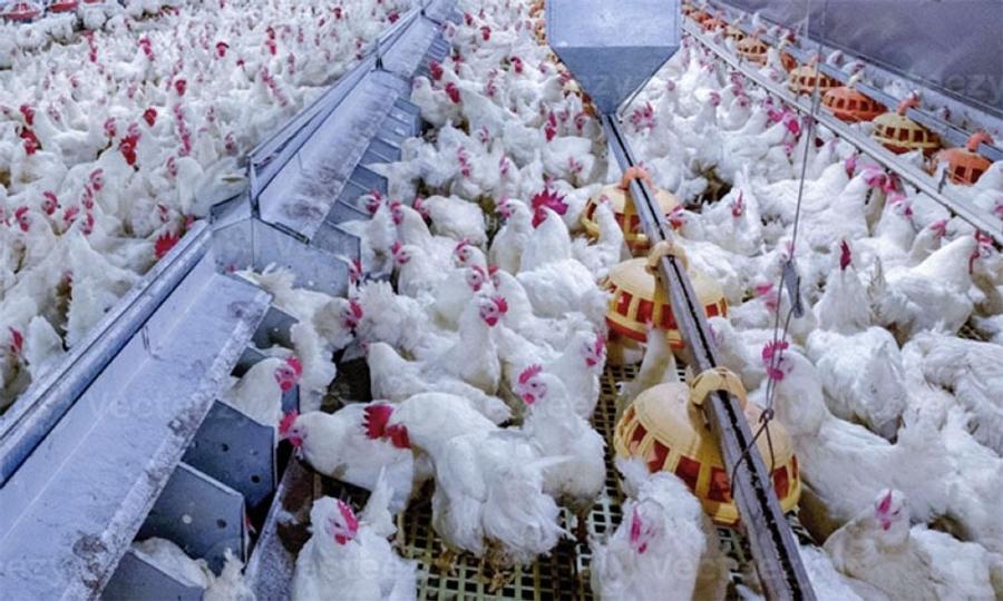 Le prix du poulet pourrait repartir à la hausse au Maroc d’ici la fin de l’été