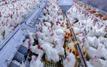 Le prix du poulet pourrait repartir à la hausse au Maroc d’ici la fin de l’été