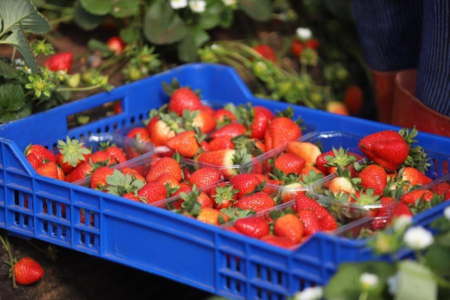 صادرات الفراولة المغربية تسجل أسوأ أداء في تاريخها