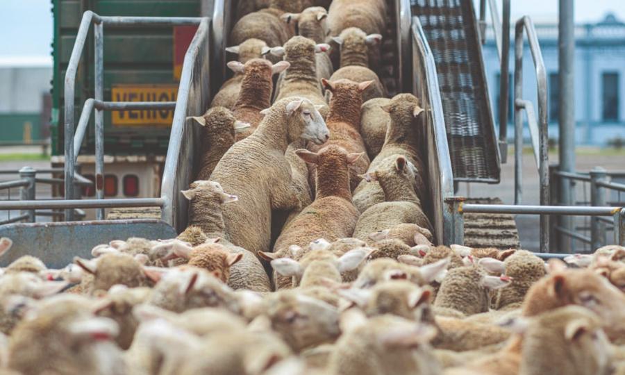Le Maroc se prépare à relancer les importations de moutons en provenance d’Europe