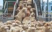 Le Maroc se prépare à relancer les importations de moutons en provenance d’Europe