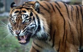 Cambodia prepares for tiger reintroduction as conservation plan sparks local concern