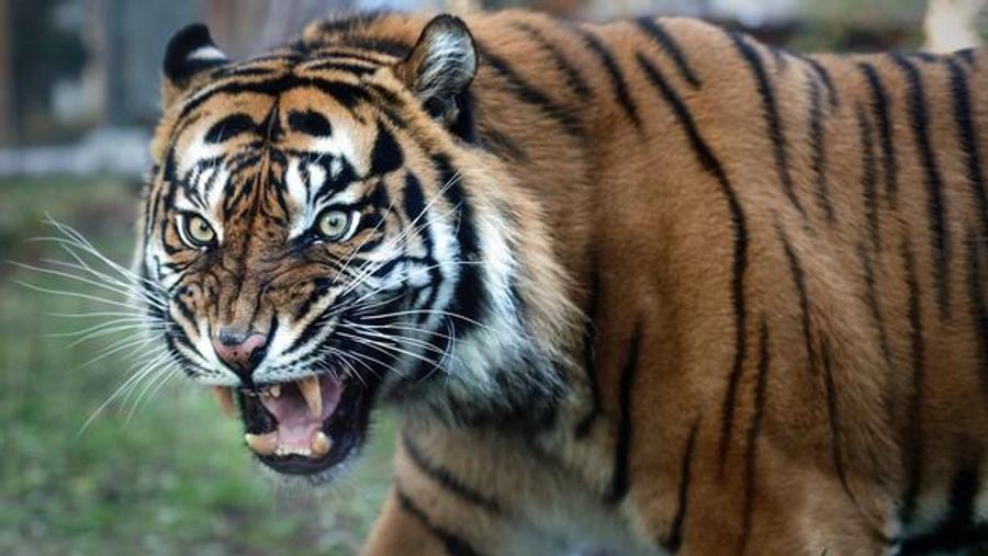Camboja se prepara para reintrodução de tigres enquanto plano de conservação gera preocupações locais