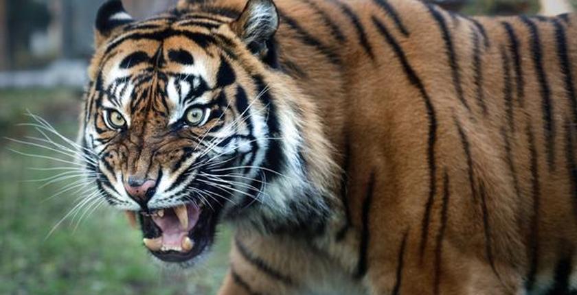 Cambodia prepares for tiger reintroduction as conservation plan sparks local concern