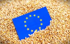 Bruxelles prévoit une baisse de la production céréalière européenne en 2026