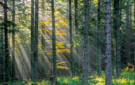 Natural tree mortality surges across France as climate stress intensifies, study finds
