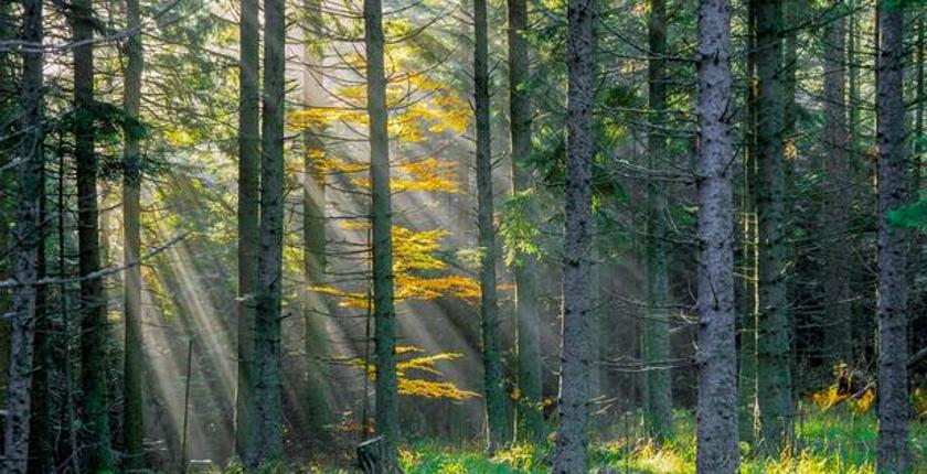 Natural tree mortality surges across France as climate stress intensifies, study finds