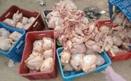 حجز طن من الدجاج الفاسد ببركان