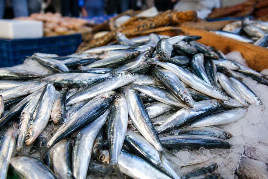 Casablanca : le prix de la sardine chute à 10 dirhams le kilo sur les marchés