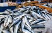 Casablanca : le prix de la sardine chute à 10 dirhams le kilo sur les marchés