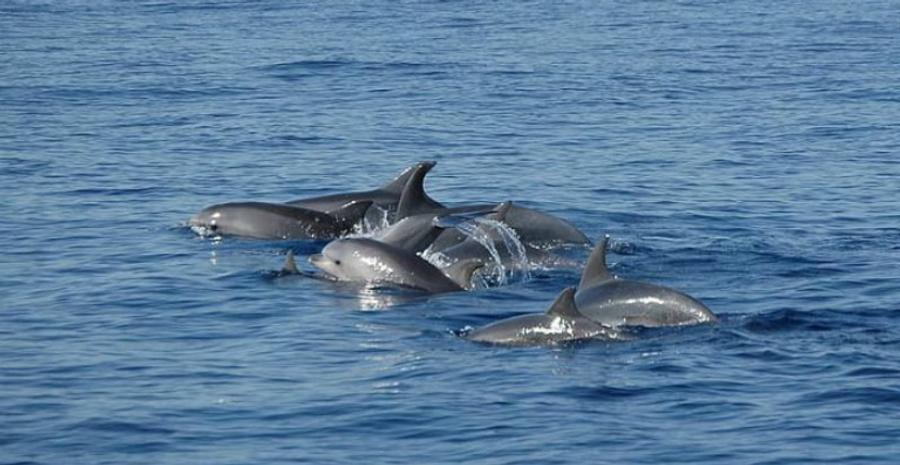 Al Hoceima expérimente des filets renforcés pour protéger les pêcheurs des attaques de grands dauphins