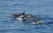 Al Hoceima expérimente des filets renforcés pour protéger les pêcheurs des attaques de grands dauphins