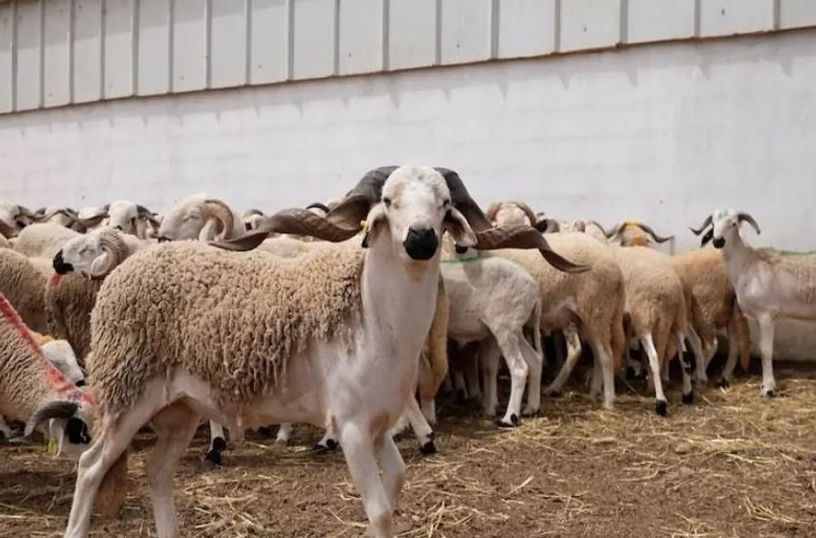 مطالب بالتحقيق في دعم مربي الماشية بأزيلال