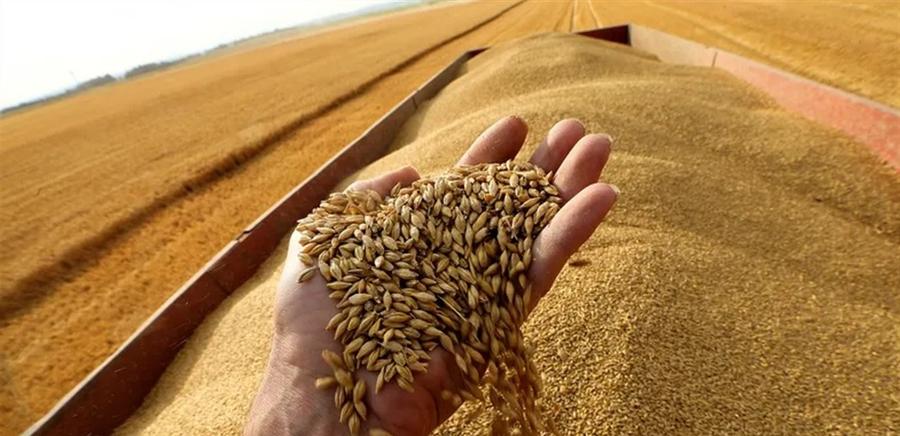 فاو.. انتعاش قوي متوقع لإنتاج الحبوب بالمغرب