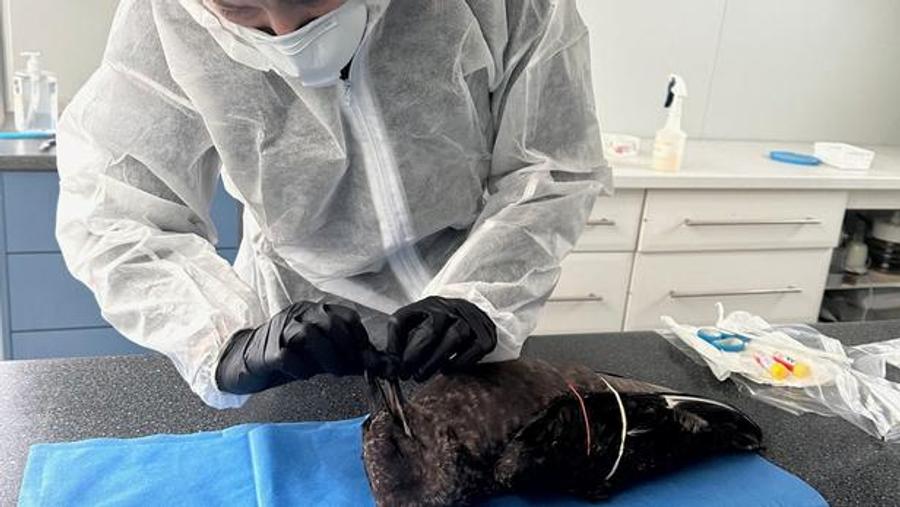 Australien entdeckt erstmals H5-Vogelgrippe bei einheimischem Seetaucher