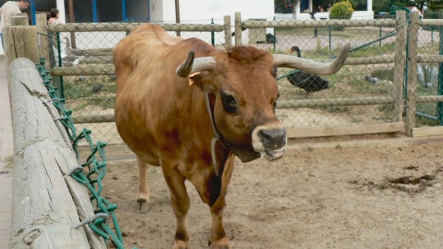 Le Portugal ouvre une nouvelle voie d’exportation de bovins vers le Maroc via le port d’Algésiras