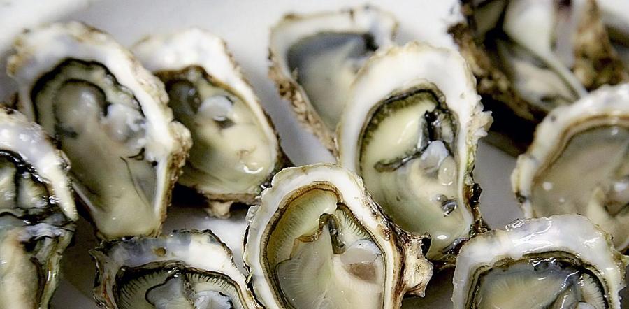 Oued Laou-Kaâ Srass : suspension de la récolte des coquillages après la détection de toxines marines