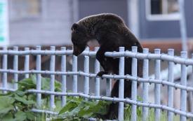 Japan faces rising bear encounters as animal enters family kitchen in northern region