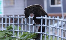 Japan faces rising bear encounters as animal enters family kitchen in northern region