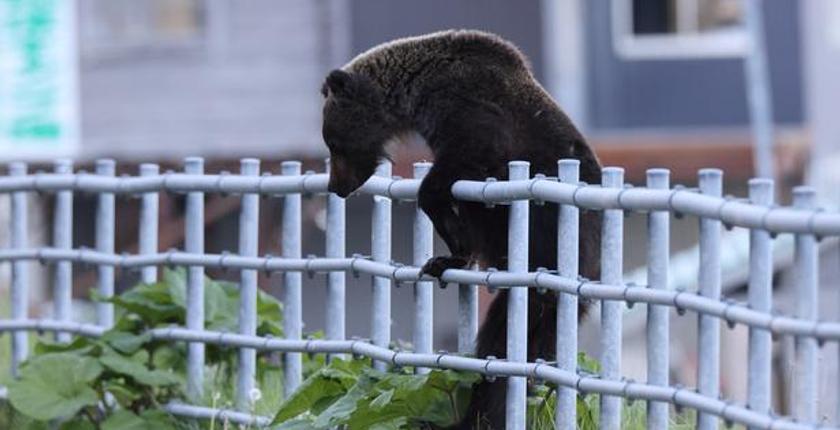 Japan faces rising bear encounters as animal enters family kitchen in northern region