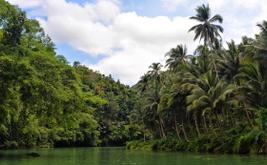 Filipinas correm para proteger manguezais em extinção enquanto tufões mais fortes ameaçam ecossistemas costeiros
