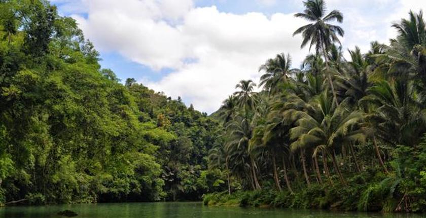 Philippinen setzen sich für den Schutz der verschwundenen Mangroven ein, während stärkere Taifune Küstene kosysteme bedrohen
