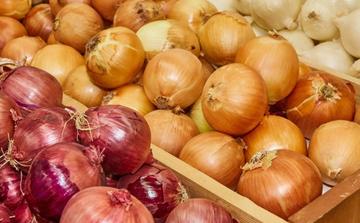 Le Maroc enregistre des importations record d’oignons pour contenir la hausse des prix