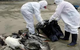 Nova Zelândia confirma seu primeiro caso de influenza aviária H5 em uma ave marinha selvagem