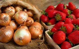 Agriculture marocaine : les tensions sur les oignons et le recul des fraises mettent en lumière les défis du secteur