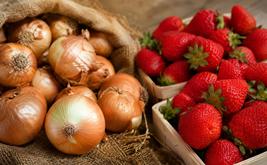 Agriculture marocaine : les tensions sur les oignons et le recul des fraises mettent en lumière les défis du secteur