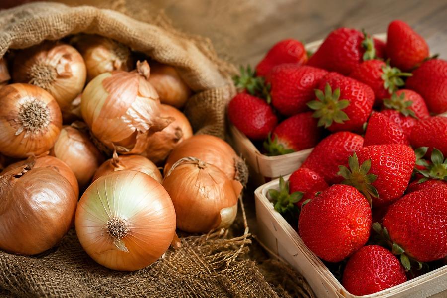 Agriculture marocaine : les tensions sur les oignons et le recul des fraises mettent en lumière les défis du secteur