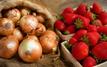 Agriculture marocaine : les tensions sur les oignons et le recul des fraises mettent en lumière les défis du secteur