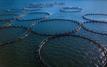 Aquaculture au Maroc : 244 projets renforcent la dynamique de l’économie bleue