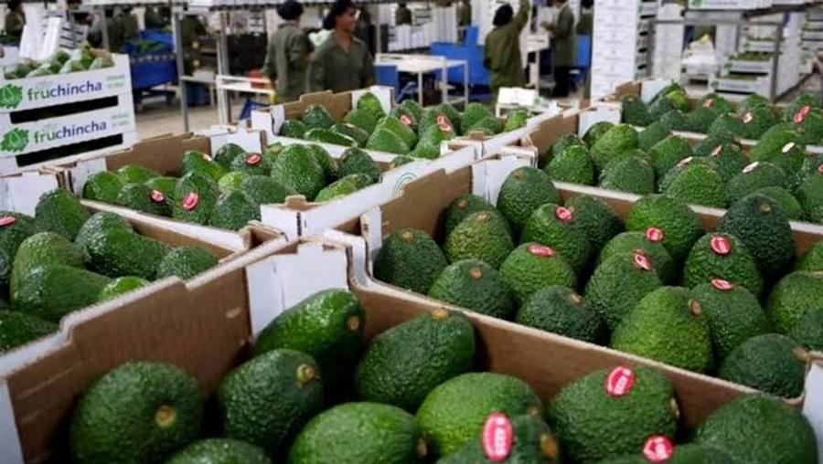 تقرير: الجفاف في أوروبا ينعش الصادرات الفلاحية المغربية