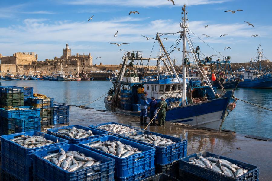 Pêche à Safi : les débarquements reculent de 37 % au premier semestre 2026