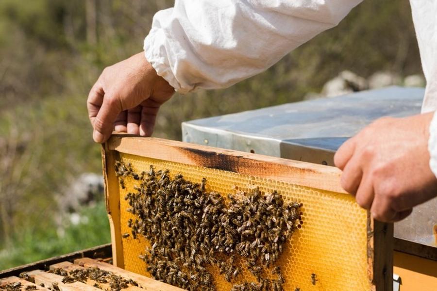 أزمة تسويق العسل تربك نحالي المغرب