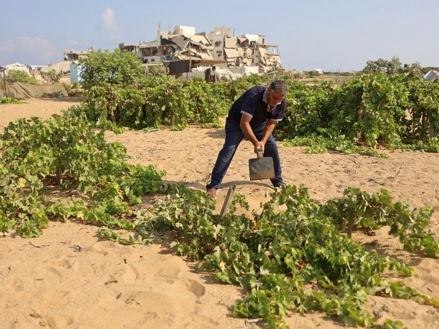 Gaza : seulement 3 % des terres cultivables restent accessibles aux agriculteurs
